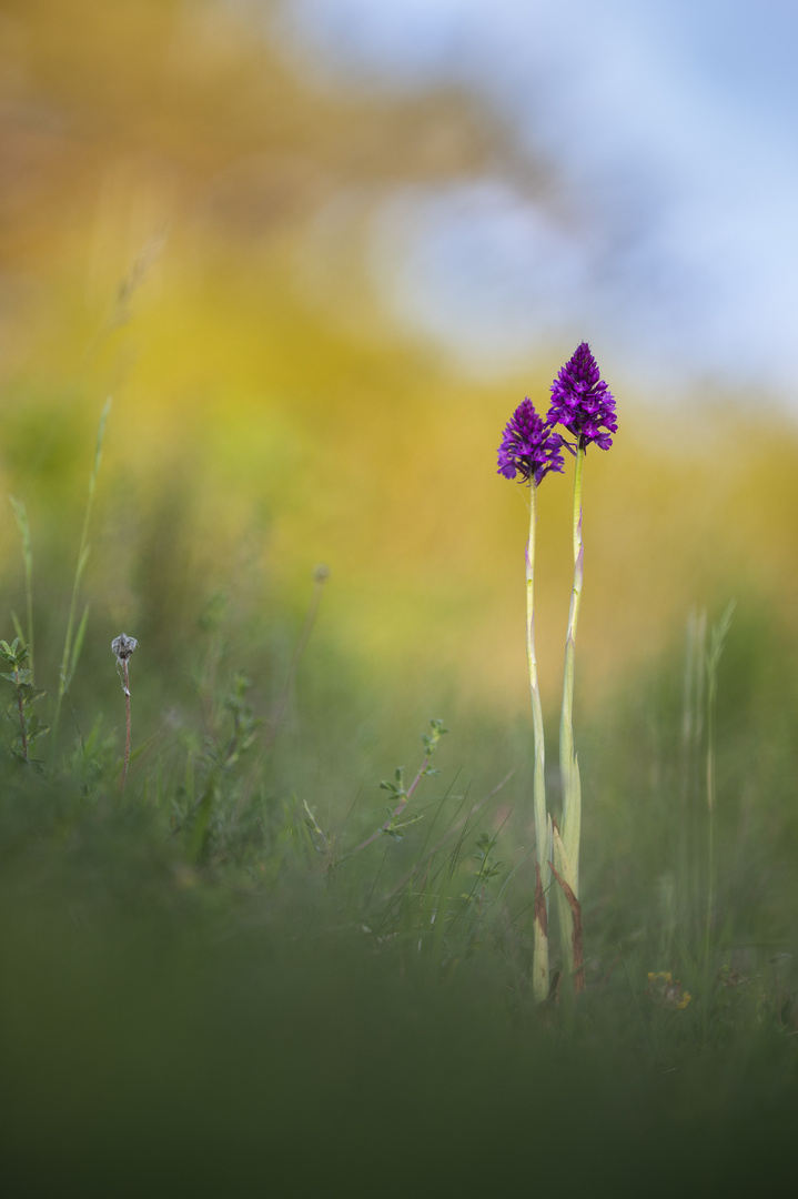 Pyramidenorchis