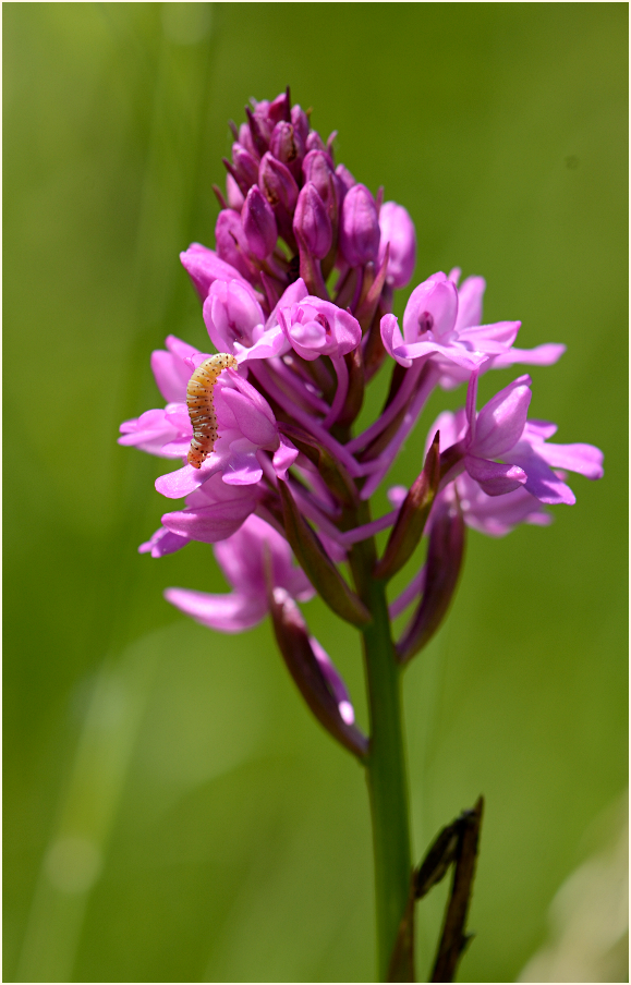 Pyramidenorchis