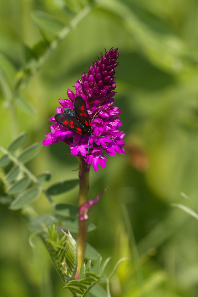 Pyramidenorchis