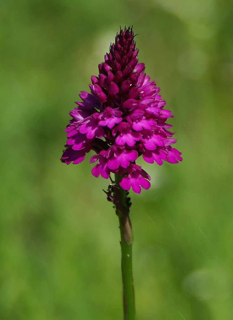 Pyramidenorchis ( Anacamptis pyramidalis )