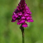 Pyramidenorchis ( Anacamptis pyramidalis )