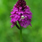 Pyramidenorchis (Anacamptis pyramidalis)