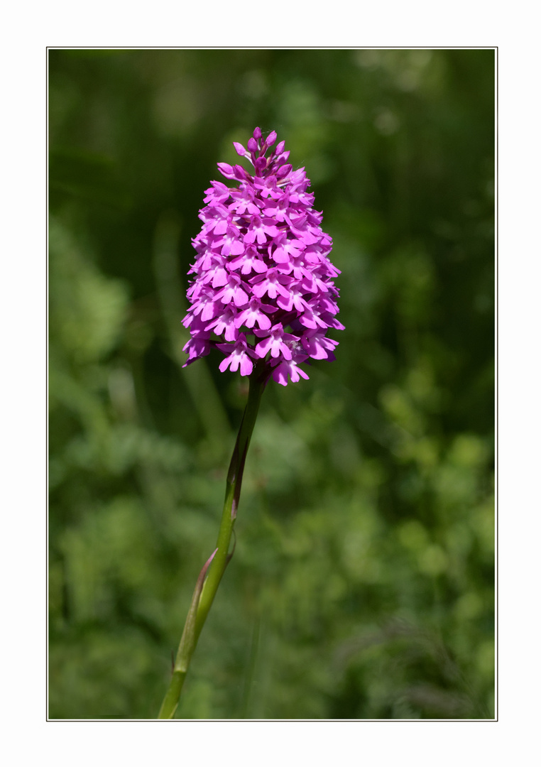 Pyramidenorchis (Anacamptis pyramidalis)