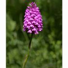 Pyramidenorchis (Anacamptis pyramidalis)