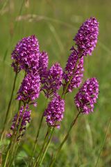 Pyramidenorchis (Anacamptis pyramidalis)