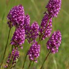 Pyramidenorchis (Anacamptis pyramidalis)