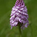 Pyramidenorchis (Anacamptis pyramidalis)...