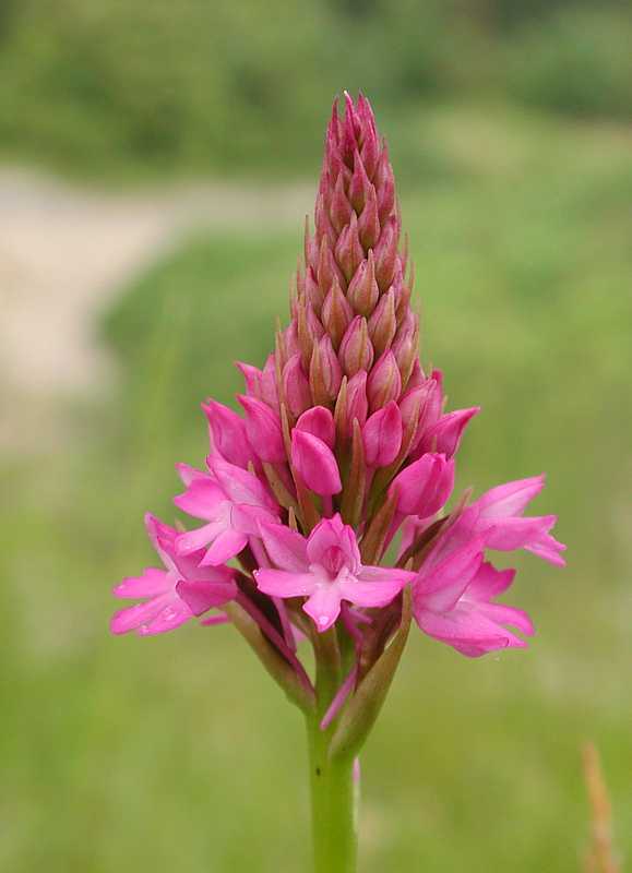 Pyramidenorchis (Anacamptis pyramidalis)