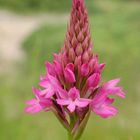 Pyramidenorchis (Anacamptis pyramidalis)