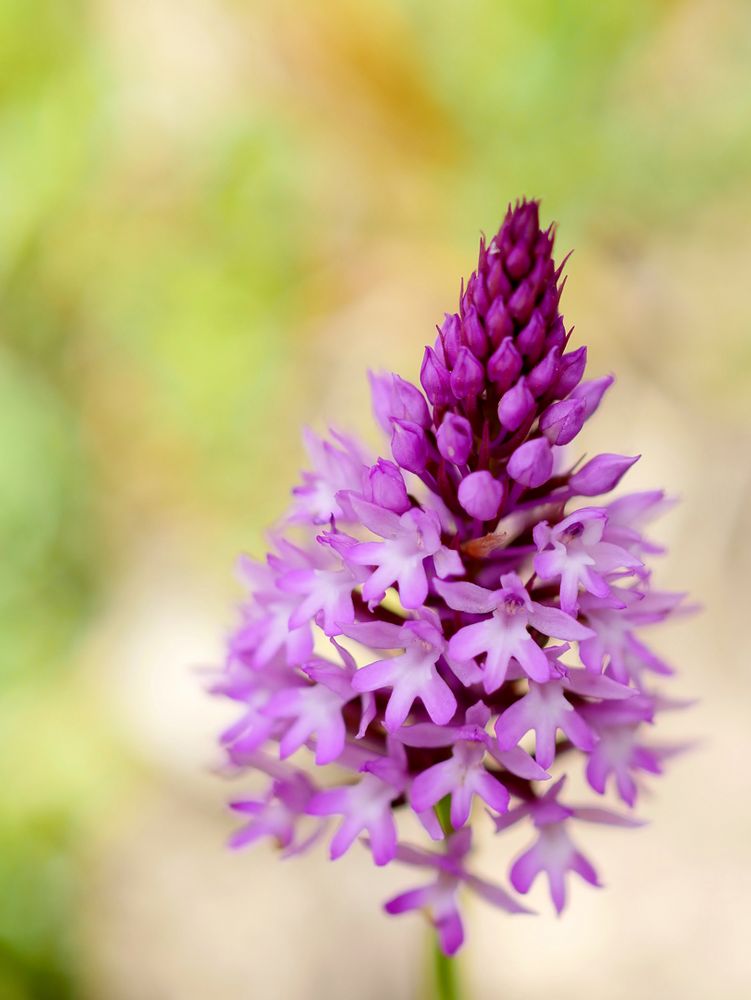 Pyramidenorchis (Anacamptis pyramidalis) 