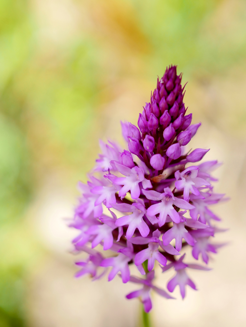 Pyramidenorchis (Anacamptis pyramidalis) 