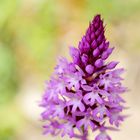 Pyramidenorchis (Anacamptis pyramidalis) 