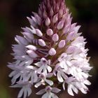 Pyramidenorchis, Anacamptis pyramidalis ( Mallorca )