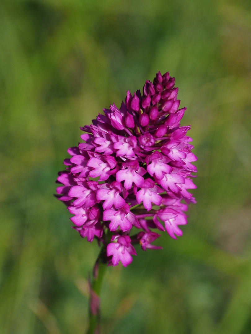 Pyramidenorchis, Anacaptis pyramidalis