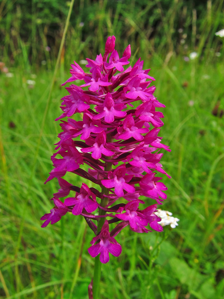 Pyramidenorchis