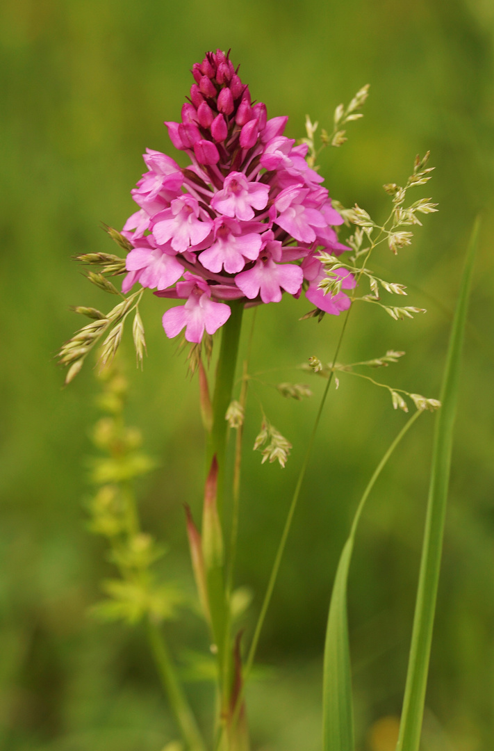 ....Pyramidenorchis....