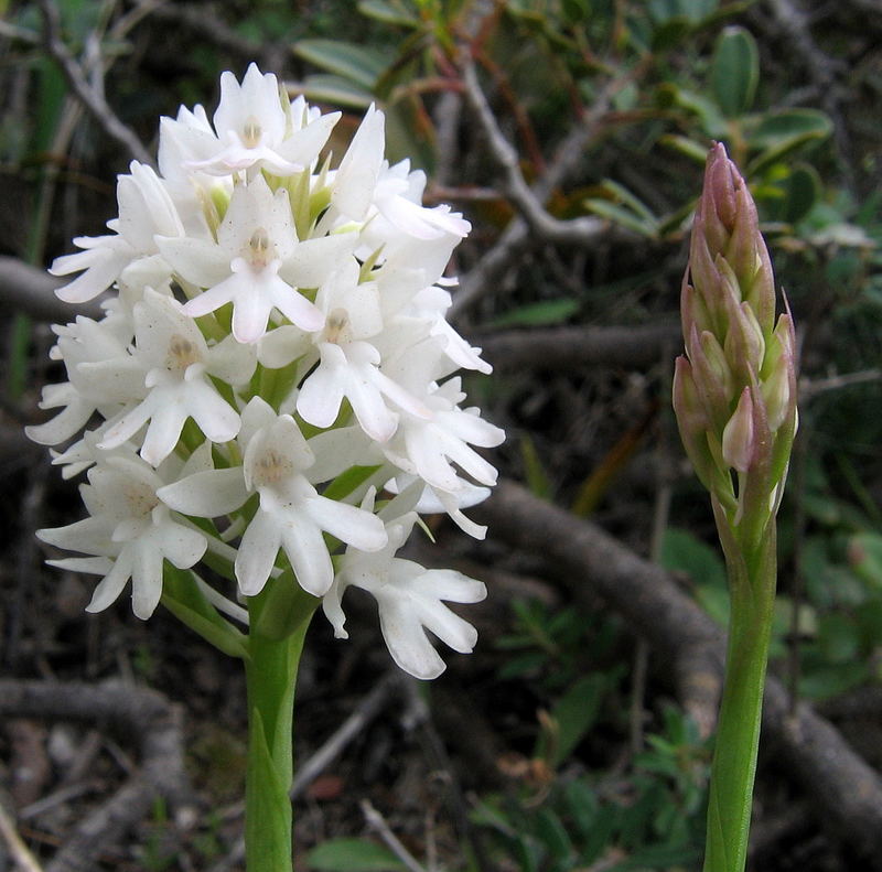 Pyramidenorchis im Brautkleid mit Brautjungfer