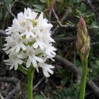 Pyramidenorchis im Brautkleid mit Brautjungfer