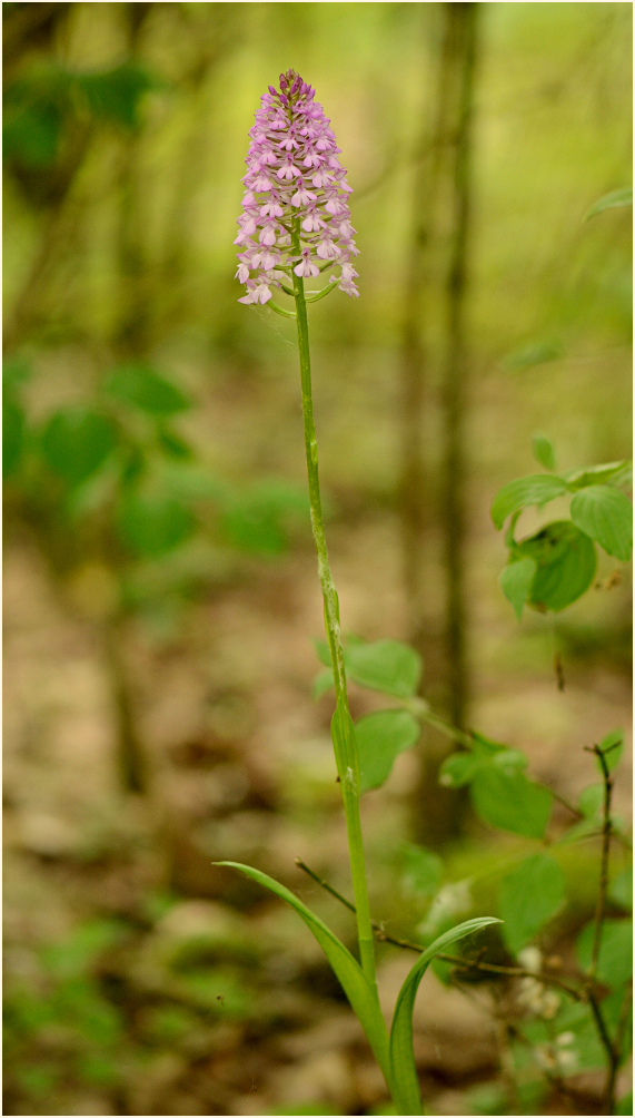 Pyramidenorchis im lichten Wald