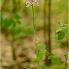 Pyramidenorchis im lichten Wald