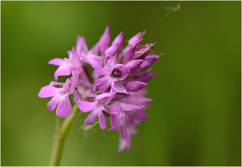 Pyramidenorchis in Blüte