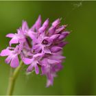 Pyramidenorchis in Blüte