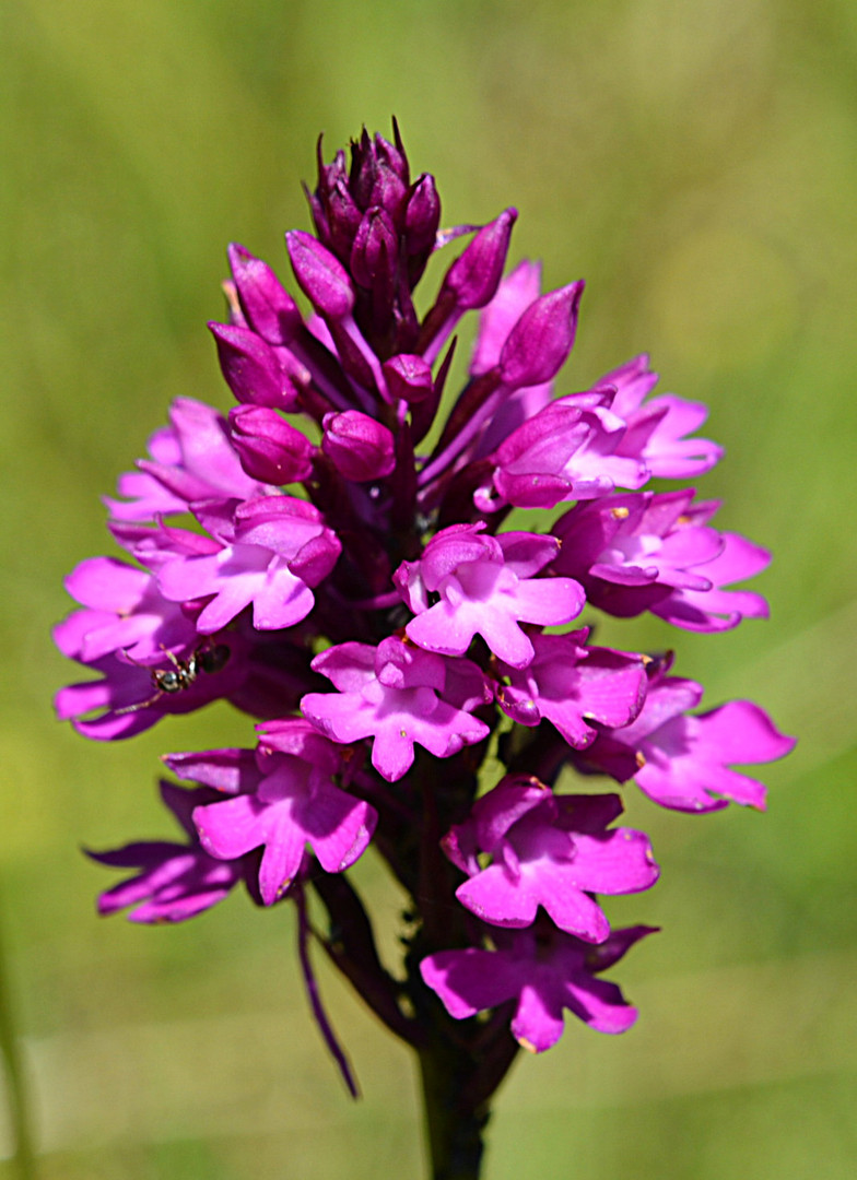 Pyramidenorchis oder Pyramidenknabenkraut (Anacamptis pyramidalis)