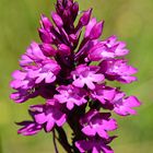 Pyramidenorchis oder Pyramidenknabenkraut (Anacamptis pyramidalis)