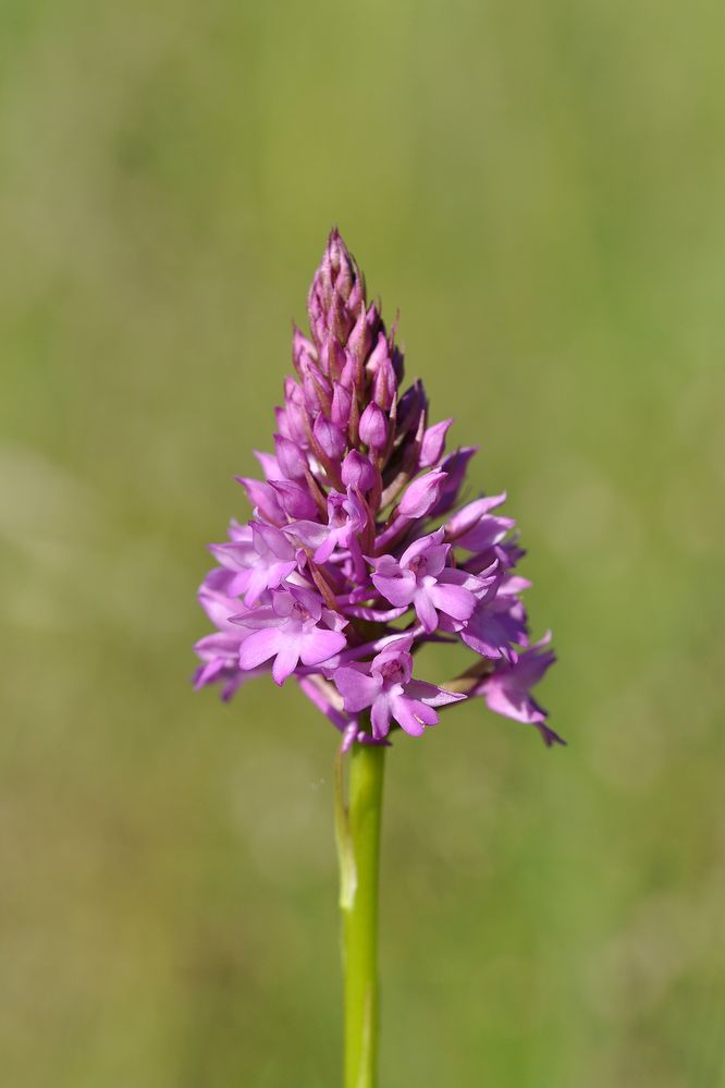 Pyramidenorchis / Spitzorchis (Anacamptis pyramidalis)