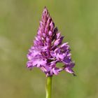 Pyramidenorchis / Spitzorchis (Anacamptis pyramidalis)