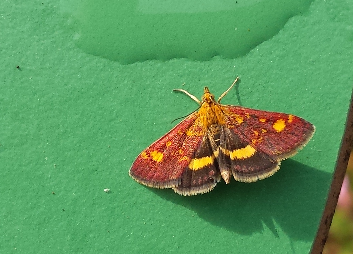 PYRAUSTA AURATA