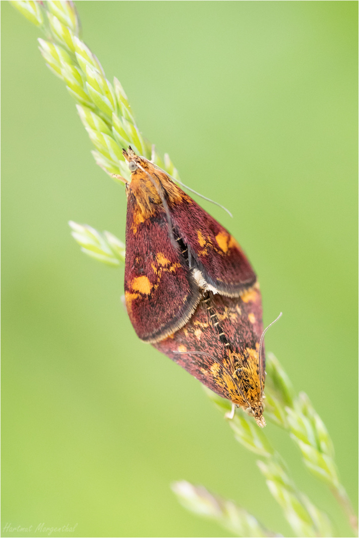 Pyrausta aurata