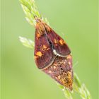 Pyrausta aurata