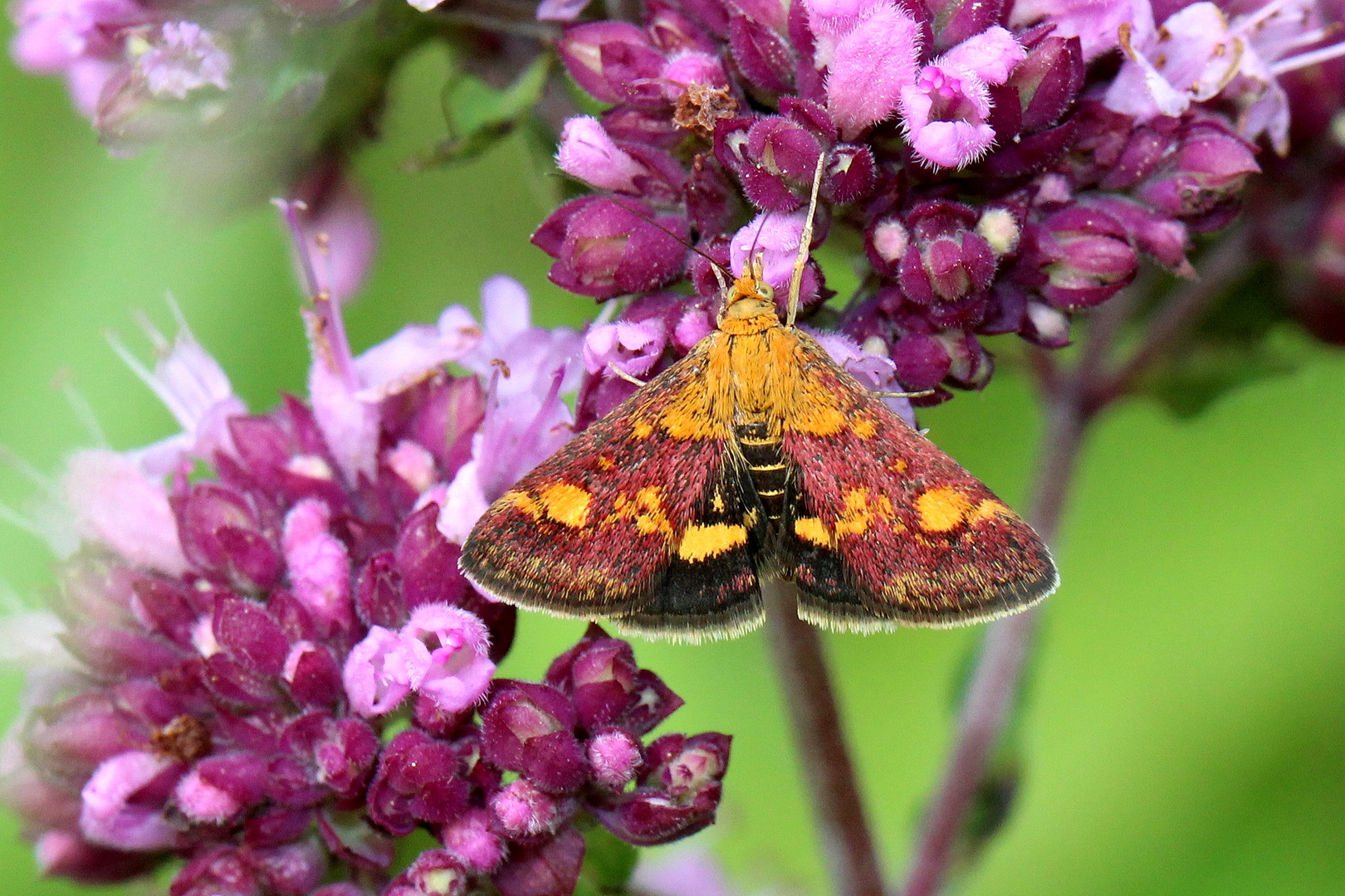 Pyrausta aurata