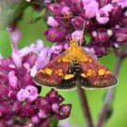 Pyrausta aurata