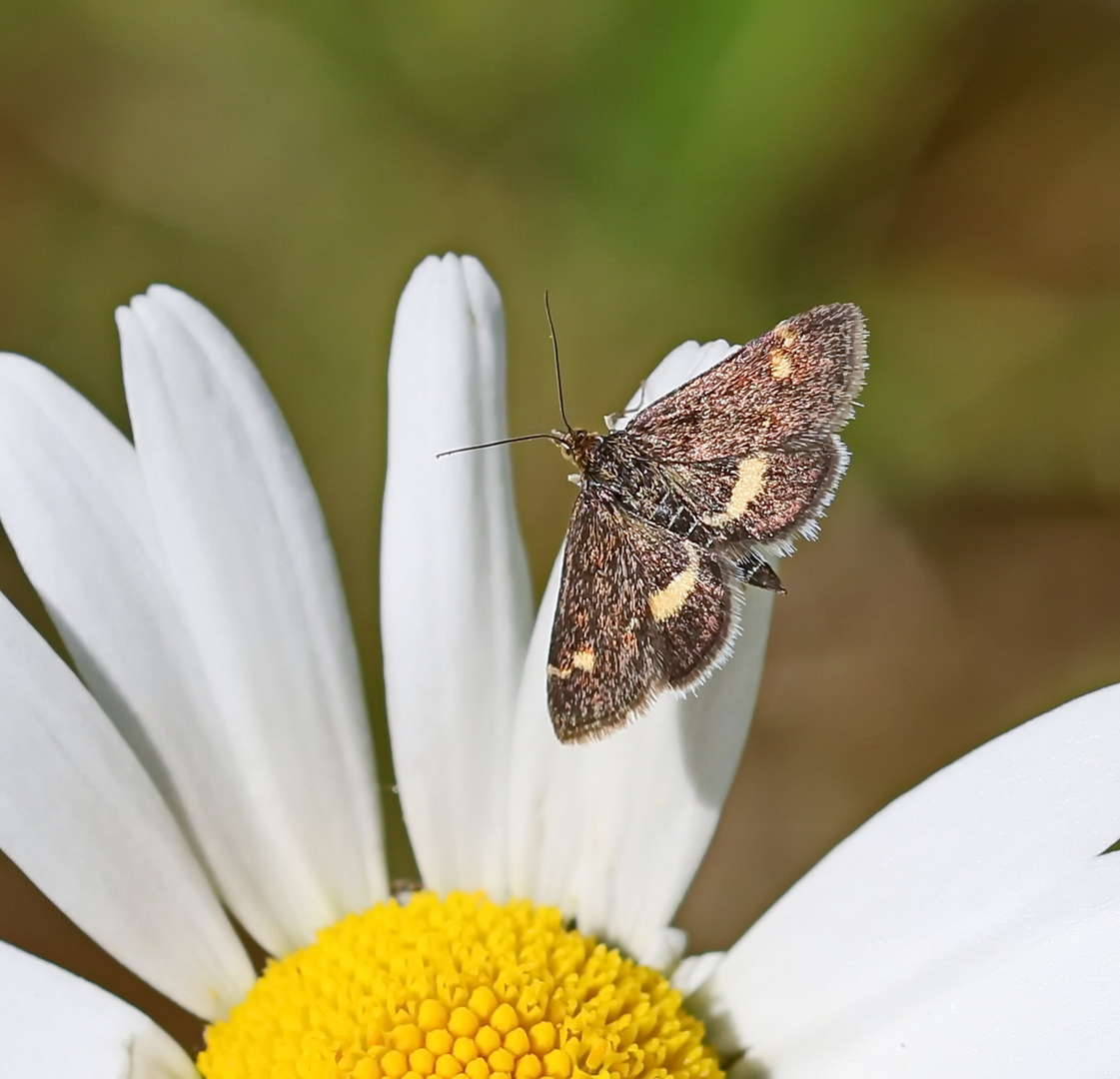 Pyrausta aurata