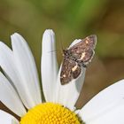 Pyrausta aurata