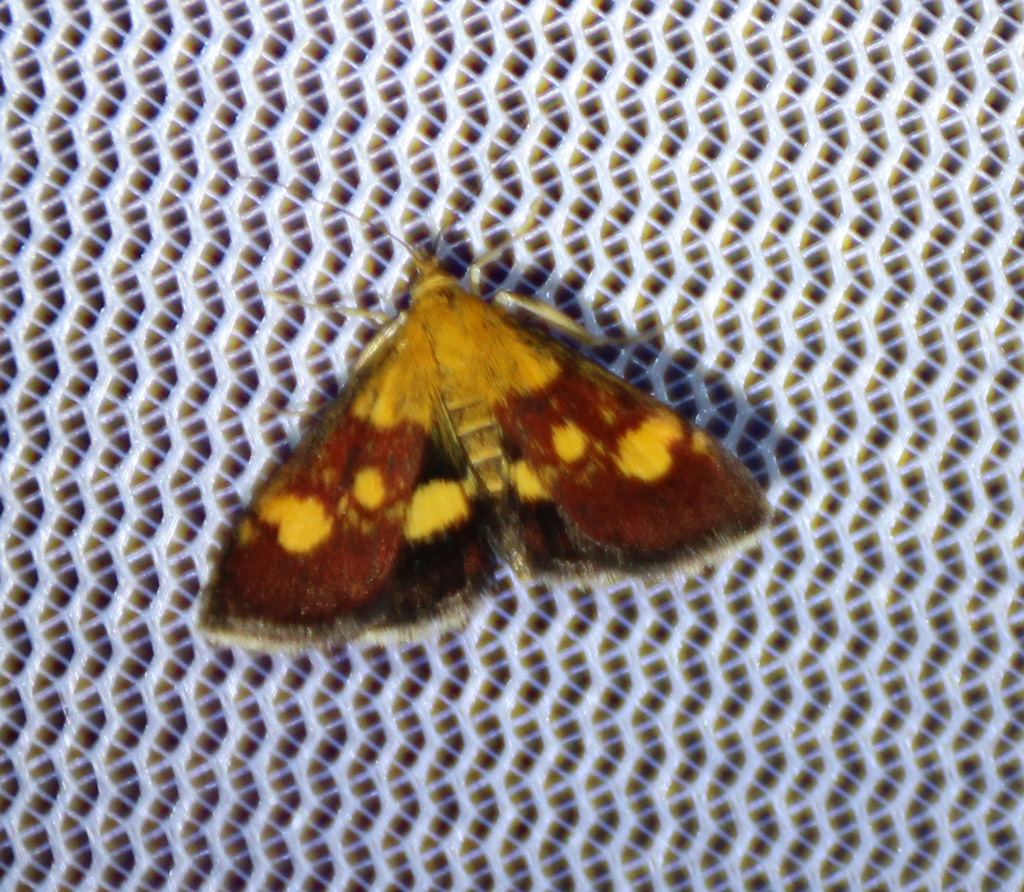 Pyrausta aurata - Goldzünsler