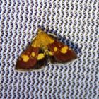 Pyrausta aurata - Goldzünsler