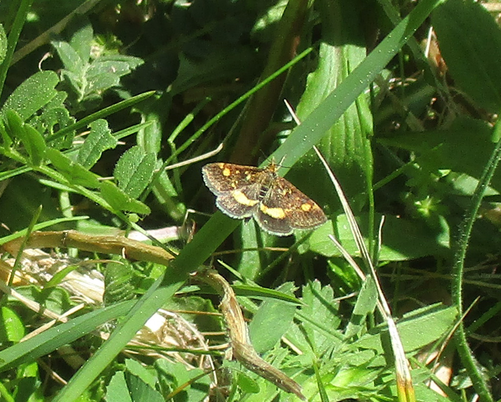  Pyrausta aurata- Goldzünsler 