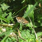  Pyrausta aurata- Goldzünsler 