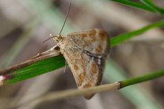 Pyrausta despicata