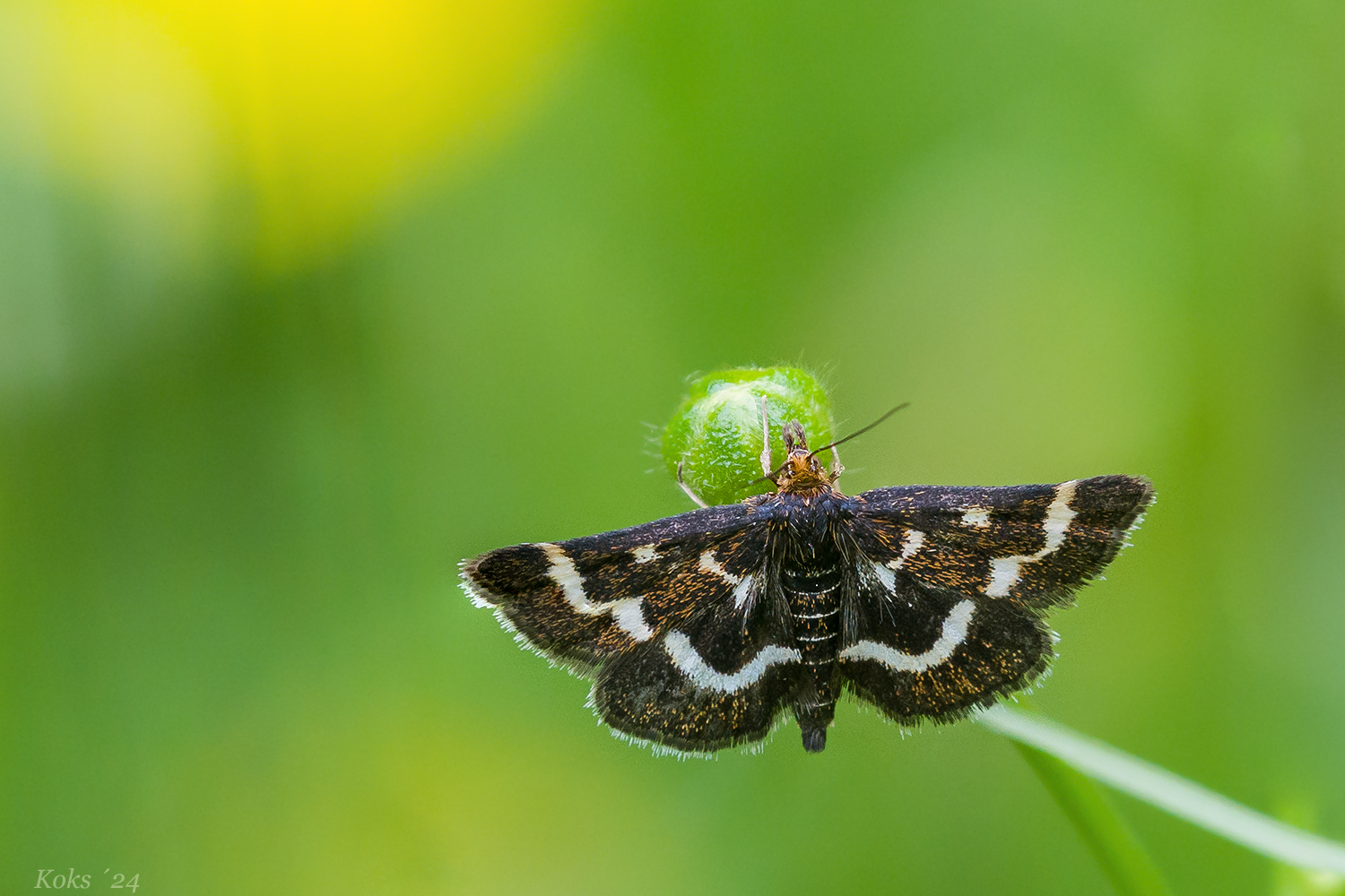 Pyrausta nigrata