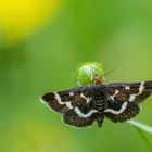 Pyrausta nigrata