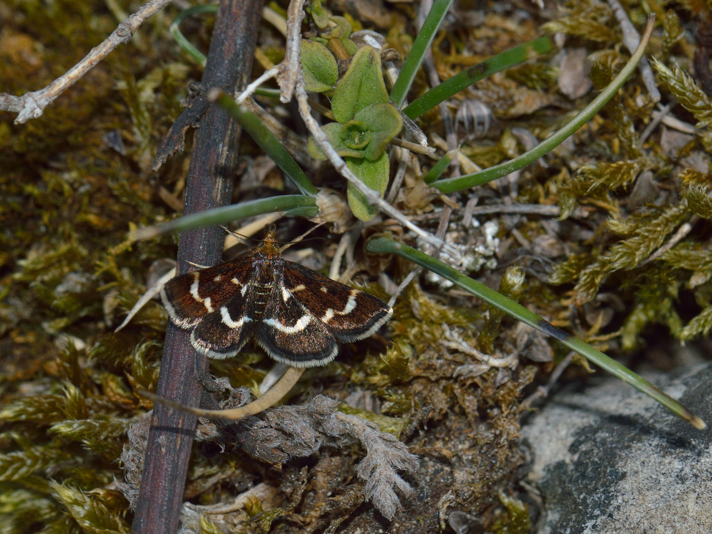 Pyrausta nigrata 