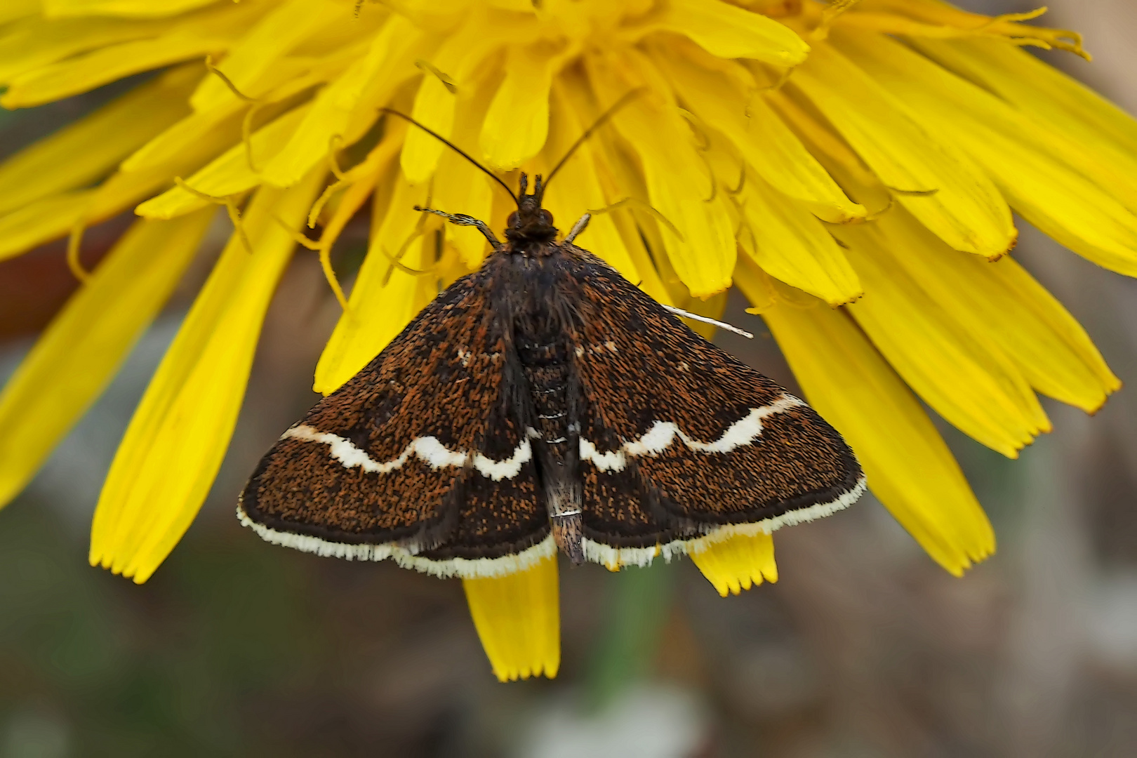 Pyrausta nigrata: ein Zünsler. - L'Ennychie cordelière, un papillon de nuit.