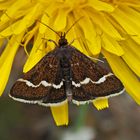 Pyrausta nigrata: ein Zünsler. - L'Ennychie cordelière, un papillon de nuit.