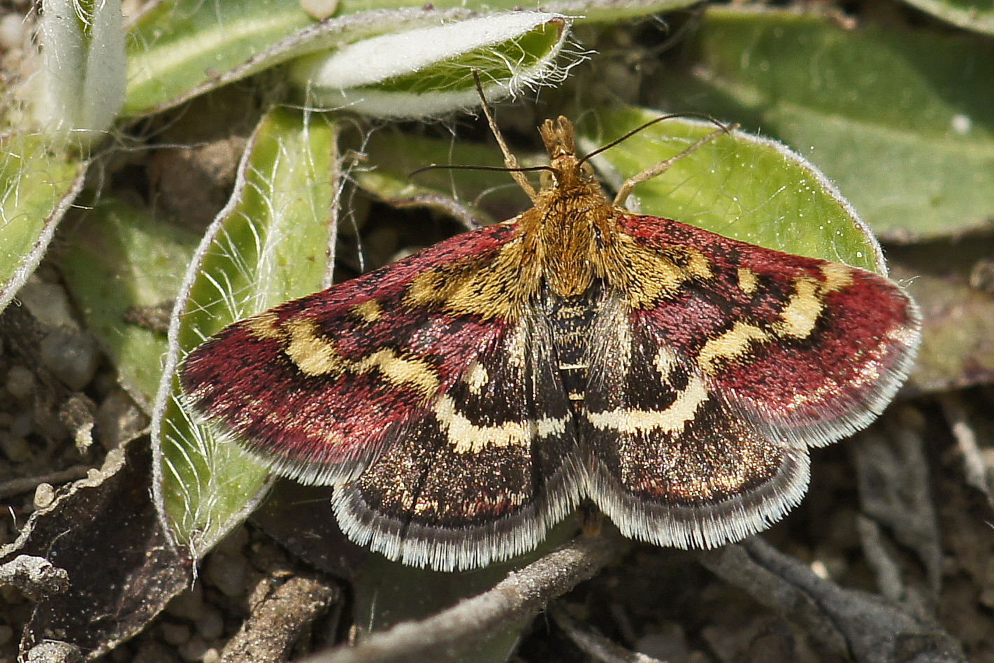 Pyrausta ostrinalis