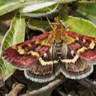 Pyrausta ostrinalis