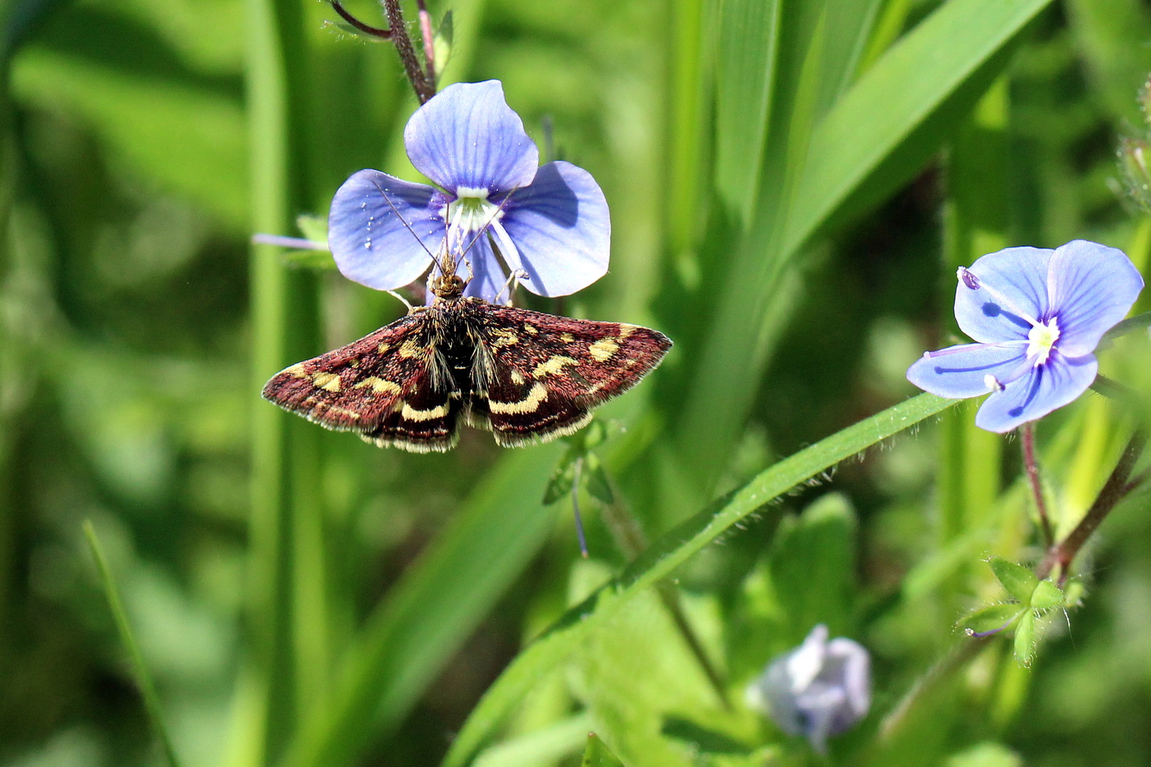 Pyrausta purpuralis